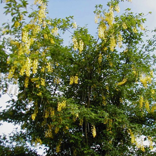 Pyrus calleryana Chanticleer Bareroot Tree 150-165cm | ScotPlants Direct